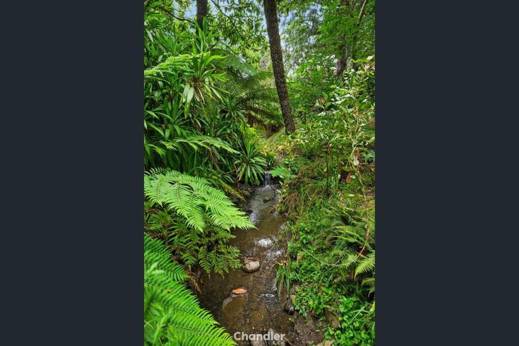 הוילה Upwey Paddys Creek Retreat מראה חיצוני תמונה